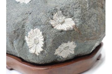 岐阜県根尾谷産　「吉祥華」　日本愛石館館長　小森宗関　天然菊花石(盆石、鑑賞石、水石、菊石、台座付き)(R-070767)