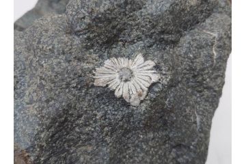 岐阜県根尾谷産　「吉祥華」　日本愛石館館長　小森宗関　天然菊花石(盆石、鑑賞石、水石、菊石、台座付き)(R-070767)