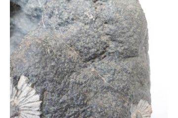 岐阜県根尾谷産　「吉祥華」　日本愛石館館長　小森宗関　天然菊花石(盆石、鑑賞石、水石、菊石、台座付き)(R-070767)