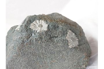 岐阜県根尾谷産　「吉祥華」　日本愛石館館長　小森宗関　天然菊花石(盆石、鑑賞石、水石、菊石、台座付き)(R-070767)