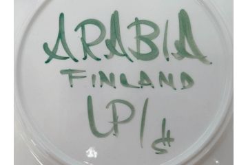 ARABIA FINLAND　希少シリーズ　Purpuri Jenkka(プルプリ イェンカ)　Ulla Procope(ウラ・プロコッペ)　赤と緑のラインが食卓を華やかに彩るプレート3枚セット(アラビア、フィンランド、Sモデル、皿、北欧食器)(R-070858)