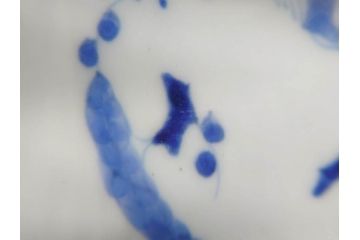 江戸後期?　伊万里　染付　線描　手描きの温かみが感じられる盃洗(松竹梅文、杯洗、高台鉢、フルーツボウル、コンポート、和食器)(R-071503)