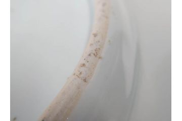 江戸期　古伊万里　染付　1尺5寸　約47cm　繊細に描かれた山水図が上質な和の雰囲気を高める大皿(和皿、和食器、一尺五寸)(R-071725)