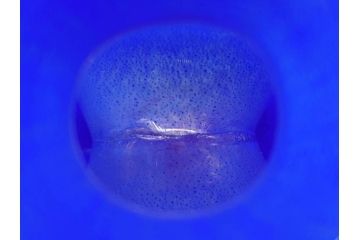 イタリア　ムラノガラス　ベネチアンガラス　珍しいデザインと鮮やかな色合いが目を惹くフラワーベース(ムラーノガラス、MURANO、花瓶、花器、花入、作家物)(R-071819)