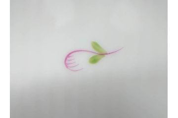 ヘレンド　ハンガリー　HEREND HVNGARY　アポニー・フラワー　華やかな花たちが食卓に彩を与えるティーカップ&ソーサー2客セット(HUNGARY、洋食器、C&S)(R-072282)
