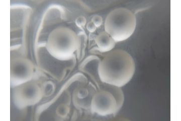 アンティーク　1920年代　レア　ルネ・ラリック(R.LALIQUE)　マスカット(葡萄)　珍しいデザインながらも取り入れやすいメニューホルダー(メニュー立て、メニュースタンド、ガラス、ギャルリーオルフェ(GALERIE ORPHEE)、案内、看板、箱付き)(R-072304)
