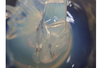 1926年　ルネ・ラリック(R.LALIQUE)　キツネ　オパルセントガラス　手彫りで作られた意匠が美しいピントレイ(ギャルリーオルフェ(GALERIE ORPHEE)、灰皿、オブジェ、アクセサリートレイ、箱付き)(R-072305)