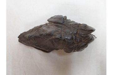 時代物　唐木台座　共箱付き　造形美に目を奪われる鑑賞石(中国古玩、漢詩、盆石、文人、唐物、置物、ディスプレイ、台座付き)(R-073365)