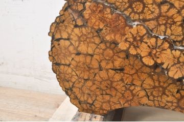 和製アンティーク　激レア　希少!!　高級品　入手困難　珍しい菊花木の存在感抜群な飾り棚(茶棚、違い棚、茶箪笥、収納棚、戸棚、店舗什器)(R-073928)