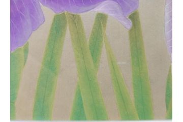 【真作】 京都　日本画家　井上富夫　「花菖蒲」(共シール、絵画、額装、箱付き)(R-074131)