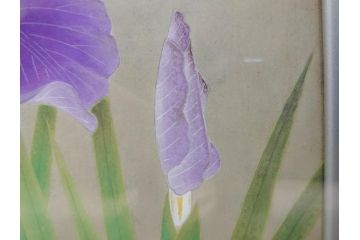 【真作】 京都　日本画家　井上富夫　「花菖蒲」(共シール、絵画、額装、箱付き)(R-074131)