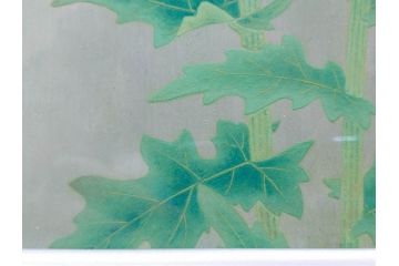 真作　京都　日本画家　井上富夫　「薊」(アザミ、共シール、絵画、額装、箱付き)(R-074133)