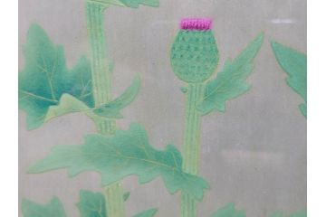 真作　京都　日本画家　井上富夫　「薊」(アザミ、共シール、絵画、額装、箱付き)(R-074133)