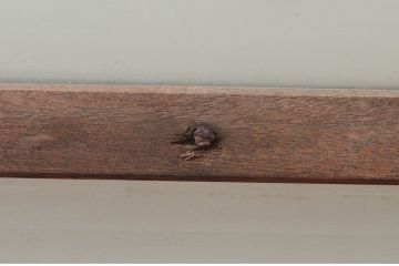 アンティーク建具　どこか懐かしさを感じる幅狭ガラス扉1枚(ドア、ガラス戸)(R-074187)