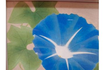 真作　京都　日本画家　井上富夫　「朝顔」(アサガオ、共シール、絵画、額装、箱付き)(R-074566)