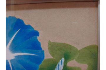 真作　京都　日本画家　井上富夫　「朝顔」(アサガオ、共シール、絵画、額装、箱付き)(R-074566)