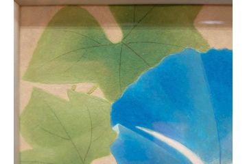 真作　京都　日本画家　井上富夫　「朝顔」(アサガオ、共シール、絵画、額装、箱付き)(R-074566)