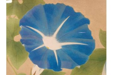 真作　京都　日本画家　井上富夫　「朝顔」(アサガオ、共シール、絵画、額装、箱付き)(R-074566)