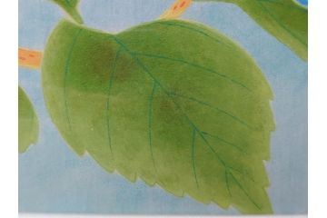 真作　京都　日本画家　井上富夫　「八仙花」(紫陽花、共シール、絵画、額装、箱付き)(R-074568)