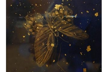 真作　現代日本画家　大竹寛子　「Psyche -gold butterfly- Vol.4」　M6(6号)(生命としての蝶、プシュケー、絵画、額装、共シール、箱付き)(R-074609)