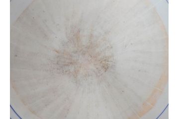 川本半助　瀬戸染付　花鳥文　約38cm　1尺2寸皿　手描きの味わいが魅力的なすり鉢(和食器、一尺二寸)(R-074717)