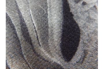 大正〜昭和初期　アンティーク　縮緬(ちりめん)　子供着物　金魚(子ども、古布、リメイク、衣装、大正ロマン、レトロ、Japanese KIMONO)(R-074991)
