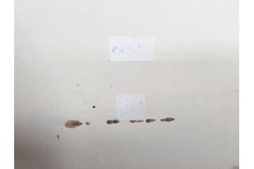 激レア!　戦前　当時物　特大　ポスター　九月十八日　満州事変勃発満二年　軍　ミリタリー(陸軍記念日)(R-075233)