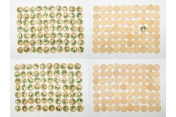 牛乳瓶　ヨーグルト瓶　キャップ　蓋　名糖　森永　明治　小岩井　雪印　88種818枚セット(月曜、水曜、木曜、土曜、日曜、牛乳びん代預り証、ホモ牛乳、ラクト、コーヒー、イチゴ、オレンジ、フルーツ、りんご、トマト、ピーチ、マミー、興真)(R-075642)