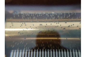 スイス製　リュージュ社　REUGE MUSIC　50弁　シンプルながらも上品な雰囲気漂うオルゴール(A.Beul、After the Rain Sunshine、Swiss Yodel、Song of Weggis)(R-075656)