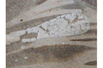人間国宝　田村耕一　約28cm　9.3寸　深みのある色合いと繊細な絵付けが目を惹くいげ皿(イゲ縁、変形皿、大皿、和皿、和食器、九寸三分)(R-076729)