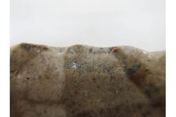 人間国宝　田村耕一　約28cm　9.3寸　深みのある色合いと繊細な絵付けが目を惹くいげ皿(イゲ縁、変形皿、大皿、和皿、和食器、九寸三分)(R-076729)