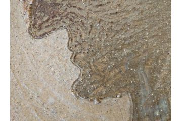 人間国宝　田村耕一　約28cm　9寸　個性的なデザインが存在感を放つ角皿(大皿、和皿、和食器、共箱付き、九寸)(R-076731)