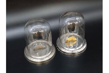 当時物　お洒落なディスプレイが叶うガラスドーム2点セット(昔のたばこ屋さん、タバコディスプレイ、ガラス瓶、陳列ケース、見本入れ、コレクションケース、グローブドマリエ、グローブ・ド・マリエ)(R-077120)
