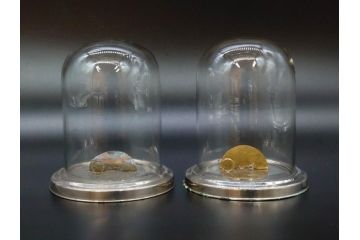 当時物　お洒落なディスプレイが叶うガラスドーム2点セット(昔のたばこ屋さん、タバコディスプレイ、ガラス瓶、陳列ケース、見本入れ、コレクションケース、グローブドマリエ、グローブ・ド・マリエ)(R-077120)