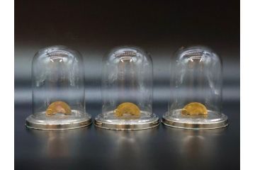 当時物　お洒落なディスプレイが叶うガラスドーム3点セット(昔のたばこ屋さん、タバコディスプレイ、ガラス瓶、陳列ケース、見本入れ、コレクションケース、グローブドマリエ、グローブ・ド・マリエ)(R-077121)
