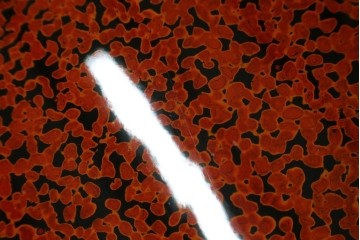 新古　未使用展示品　津軽塗りの独特な模様と特徴的な脚のデザインが目を惹く丸座卓　(R-077722)