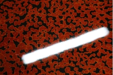 新古　未使用展示品　津軽塗りの独特な模様と特徴的な脚のデザインが目を惹く丸座卓　(R-077722)