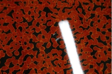 新古　未使用展示品　津軽塗りの独特な模様と特徴的な脚のデザインが目を惹く丸座卓　(R-077722)