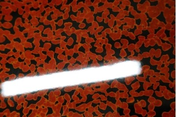 新古　未使用展示品　津軽塗りの独特な模様と特徴的な脚のデザインが目を惹く丸座卓　(R-077722)