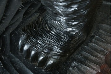 特大サイズ　高さ1m23cm　細部にまで彫り込まれた臨場感あふれる木彫りの熊　(R-077723)