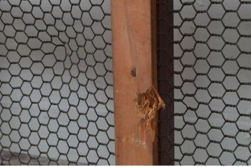 アンティーク建具　上手物!!!　総欅(ケヤキ)材　和モダンな雰囲気を醸し出す升目(マス目)格子蔵戸1枚(きつね格子、狐格子、引き戸、玄関戸)(R-077884)