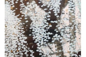 真作　2002年　橋本広喜　絵夢工房　「滝桜」　3/70　サイン入り　墨彩画　春の息吹を感じさせる満開の桜が美しいリトグラフ(版画、額付き、外箱付き)(R-077925)