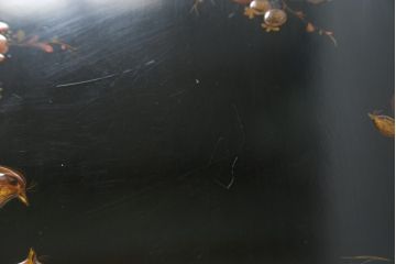 中古　美品!!　THEODORE ALEXANDER(セオドア・アレキサンダー)　シノワズリ様式　優雅な装飾が美しいチェスト(サイドチェスト、引き出し、英国)(R-078616)