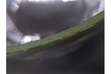 昭和初期　当時物　レトロな雰囲気漂うガラスビン(ガラス瓶、硝子、フラワーベース、花瓶、花入、花生、花器、水槽、金魚鉢、S.G.S)(R-078940