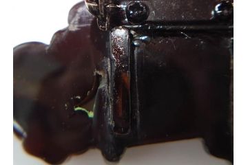 アンティーク　梅に扇　鼈甲(ベッコウ)　螺鈿　繊細な吉祥文様が魅力の帯留(帯留め、着物道具、和装小物、ブローチ、アクセサリー、扇子、べっ甲、ケース付き)(R-078992)