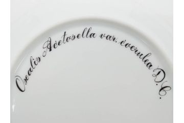 デンマーク　ROYAL COPENHAGEN(ロイヤルコペンハーゲン)　フローラダニカ　621　可憐な花のデザインが可愛らしいプレート(金彩、フラワー、ディッシュ、中皿、ケーキプレート、洋食器、北欧)(R-079045)