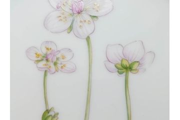 デンマーク　ROYAL COPENHAGEN(ロイヤルコペンハーゲン)　フローラダニカ　621　煌びやかな金彩と生き生きと描かれた花に見惚れるプレート(フラワー、ディッシュ、中皿、ケーキプレート、洋食器、北欧)(R-079046)