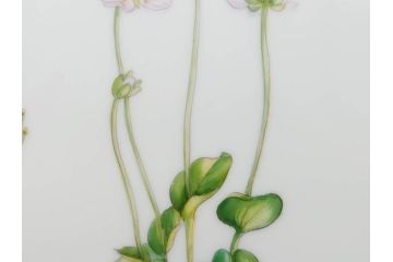 デンマーク　ROYAL COPENHAGEN(ロイヤルコペンハーゲン)　フローラダニカ　621　煌びやかな金彩と生き生きと描かれた花に見惚れるプレート(フラワー、ディッシュ、中皿、ケーキプレート、洋食器、北欧)(R-079046)