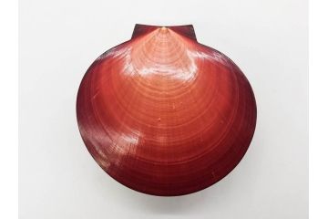 高木玉栄　荒磯　月日貝　上品な蒔絵とデザイン性に心惹かれる香合(シェル、鯛、魚、波紋、香道具、茶道具、蒔絵、木製、漆器、小物入れ、鵬雲斎書付き、共箱付き)(R-079308)