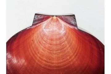 高木玉栄　荒磯　月日貝　上品な蒔絵とデザイン性に心惹かれる香合(シェル、鯛、魚、波紋、香道具、茶道具、蒔絵、木製、漆器、小物入れ、鵬雲斎書付き、共箱付き)(R-079308)
